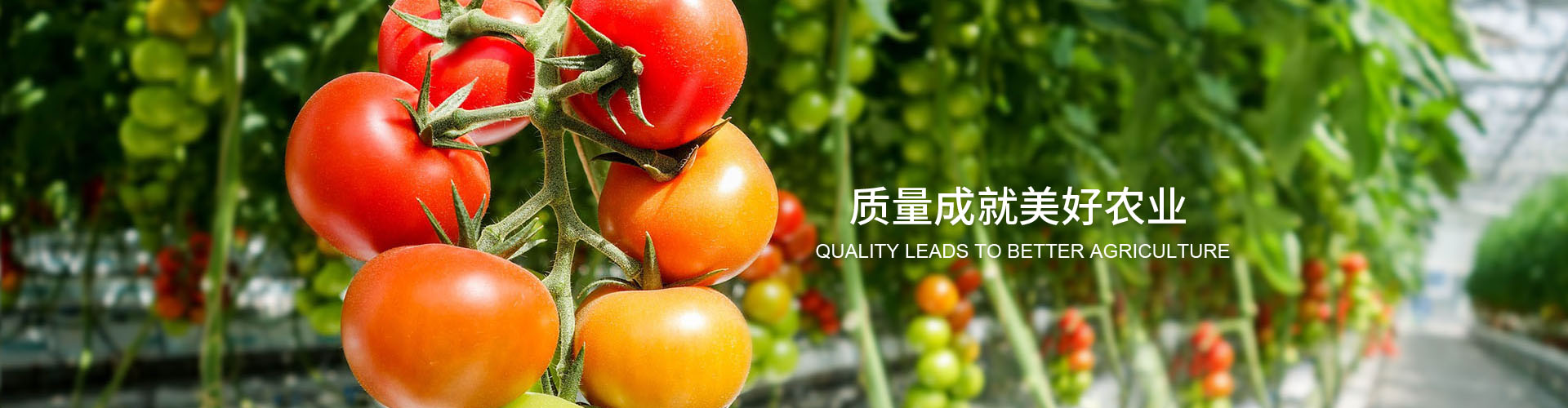 78m威九国际(集团)中国区有限公司-BinG百科