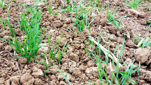 78m威九国际(集团)中国区有限公司-BinG百科