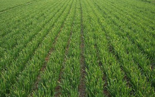 78m威九国际(集团)中国区有限公司-BinG百科