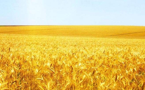 78m威九国际(集团)中国区有限公司-BinG百科