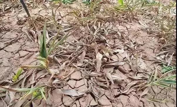 78m威九国际(集团)中国区有限公司-BinG百科