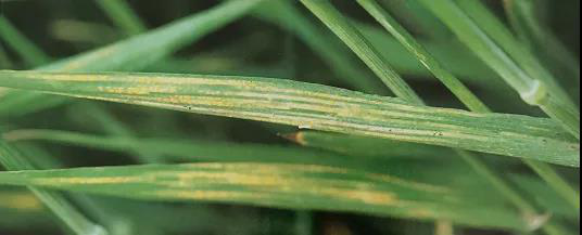 78m威九国际(集团)中国区有限公司-BinG百科