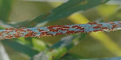 78m威九国际(集团)中国区有限公司-BinG百科