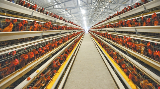 临沭县创建生态绿色种养循环经济 助推村落振兴